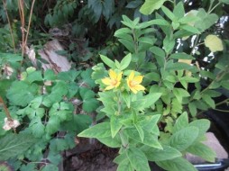 gallery/sumpfgefaess03